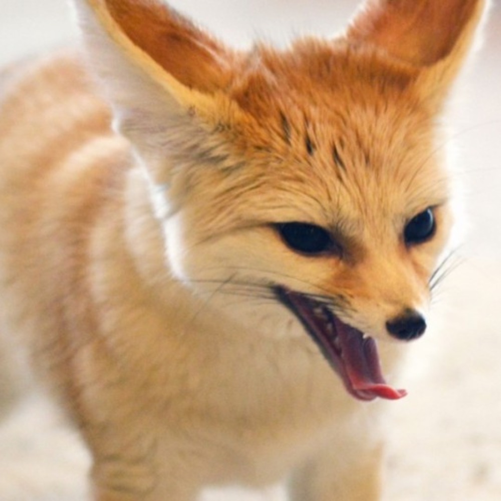 Meet your Posher, Psicommander